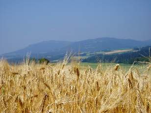 Dans les champs en juillet