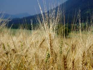 Dans les champs en juillet