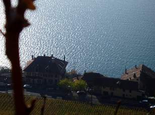 Vigne du Lavaux en novembre avec vue sur le lac L�man