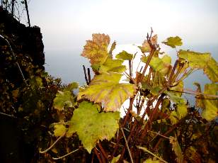 Vigne du Lavaux en novembre avec vue sur le lac L�man