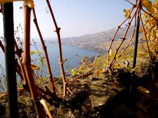 Vigne du Lavaux en novembre avec vue sur le lac L�man