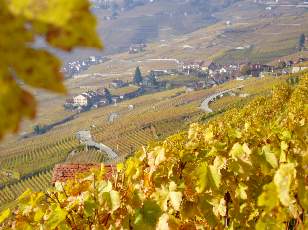 Vigne du Lavaux en novembre
