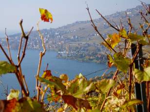 Vigne du Lavaux en novembre avec vue sur le lac L�man