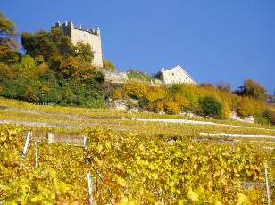 Vigne du Lavaux en novembre