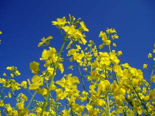 Colza en fleurs