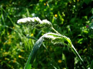 Saut de l'Eau, Sainte-Croix