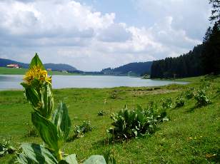 Le lac des Taill�res