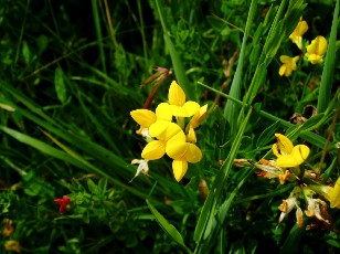 Fleurs d'�t� dans le Jura Vaudois, La Vraconnaz, Switzerland