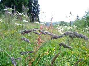 Fleurs d'�t� dans le Jura Vaudois, La Vraconnaz, Switzerland