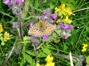 Fleurs d'�t� dans le Jura Vaudois, La Vraconnaz, Switzerland