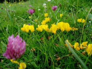 Fleurs d'�t� dans le Jura Vaudois, La Vraconnaz, Switzerland