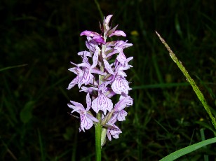 Fleurs d'�t� dans le Jura Vaudois, La Vraconnaz, Switzerland