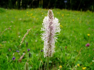 Fleurs d'�t� dans le Jura Vaudois, La Vraconnaz, Switzerland