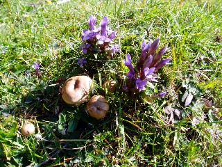 Couleurs d'automne dans le Jura Vaudois � L'Auberson 