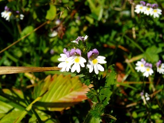 Couleurs d'automne dans le Jura Vaudois � L'Auberson 