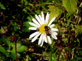 Couleurs d'automne dans le Jura Vaudois � L'Auberson 