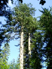 Le Sapin de l'arri�re grand-m�re Marie!