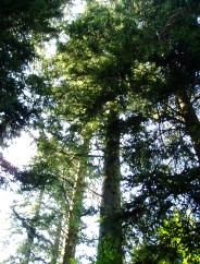 Le Sapin de l'arri�re grand-m�re Marie!