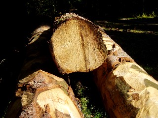 Couleurs d'automne dans le Jura Vaudois � L'Auberson 