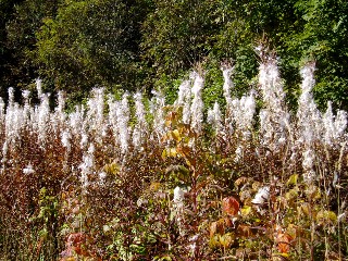 Couleurs d'automne dans le Jura Vaudois � L'Auberson 