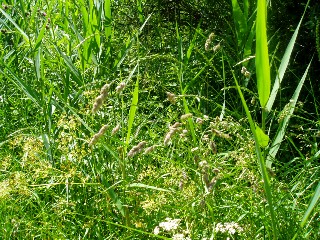 Gramin�es le long du lac Saint Point
