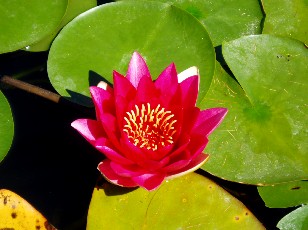 Jardin botanique au mois d'ao�t � Gen�ve