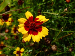 Jardin botanique au mois d'ao�t � Gen�ve