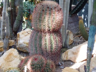 Jardin botanique au mois d'ao�t � Gen�ve