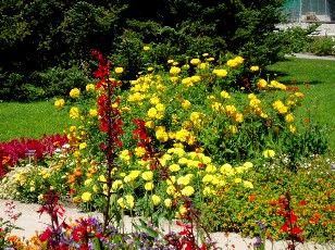 Jardin botanique au mois d'ao�t � Gen�ve