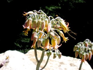 Jardin botanique au mois d'ao�t � Gen�ve