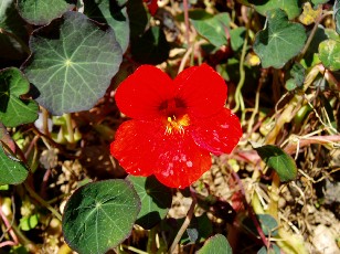 Jardin botanique au mois d'ao�t � Neuch�tel