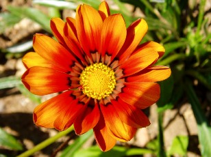 Jardin botanique au mois d'ao�t � Neuch�tel