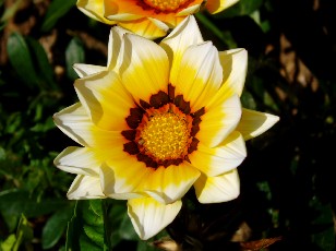 Jardin botanique au mois d'ao�t � Neuch�tel