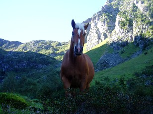 La mont�e au lac Bleu, regard attentif...