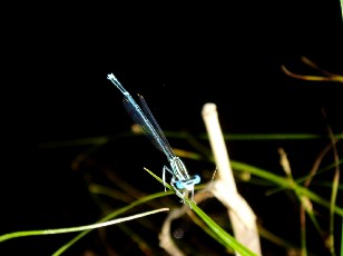 L'�tang et ses libellules