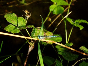 L'�tang et ses libellules