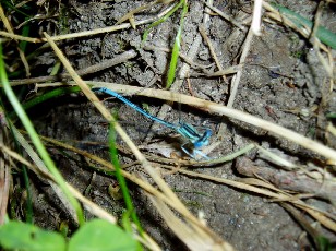 L'�tang et ses libellules