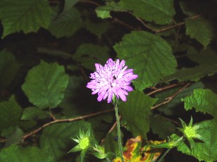 Gorges de la Po�ta-Raisse