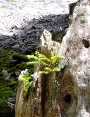 Gorges de la Po�ta-Raisse, direction la Combaz