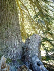 Magie et Beaut� de la Nature au Pont d'Espagne !