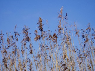 Grande cari�aie, gr�ves de Cheseaux, Champ-Pittet, Yverdon