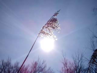 Grande cari�aie, gr�ves de Cheseaux, Champ-Pittet, Yverdon