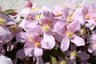 Cl�matite mai 2011