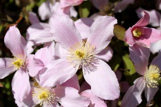 Cl�matite mai 2011