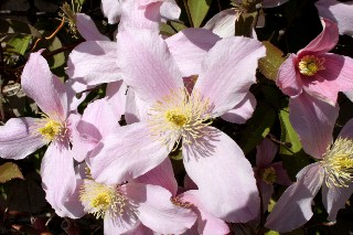 Cl�matite mai 2011