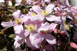 Cl�matite mai 2011